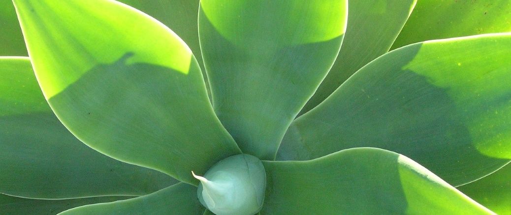 Agave